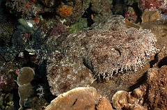 Raja Ampat 2016 - Eucrossorhinus Daypogon - Tasselled Wobbegon - Requin Tapis barbus - IMG_5318_rc